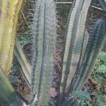 Pilosocereus leucocephalus Levél