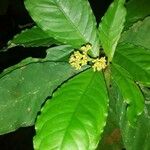 Psychotria horizontalis Flor