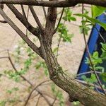 Exochorda racemosa Bark