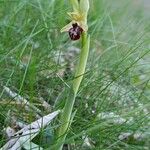 Ophrys sphegodes 整株植物