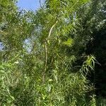 Salix viminalis Hábito