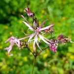 Lychnis flos-cuculi Blüte