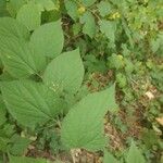 Celtis occidentalis Feuille