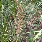 Lomandra longifolia Flor