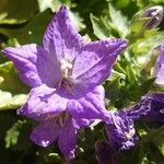 Campanula carpatica फूल