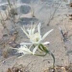 Pancratium maritimumFlower