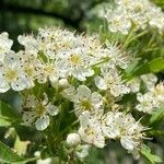 Crataegus rhipidophylla Blüte