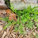 Scutellaria racemosa Blatt