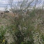 Retama monosperma Habit
