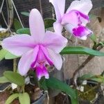 Cattleya intermedia 花