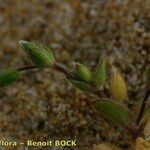 Cerastium diffusum Mosusu