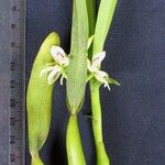 Prosthechea abbreviata Іншае