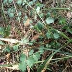 Sanguisorba verrucosa Buveinė