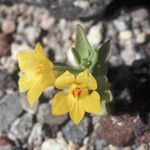 Mohavea breviflora Floare