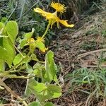 Abutilon mauritianum फूल