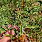 Indigofera oblongifolia Blatt