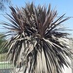 Cordyline australisΦύλλο