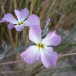 Marcus-kochia littorea Flower