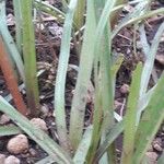 Zephyranthes carinata Ліст