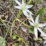 Ornithogalum exscapum Habit