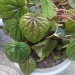 Peperomia caperataЛист