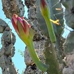 Cereus forbesii Floro