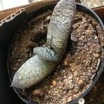 Gasteria pillansii Yaprak