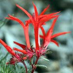 Ipomopsis arizonica Flor