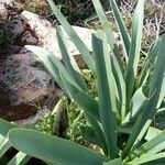 Pancratium illyricum Habit