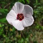 Pavonia hastata 花