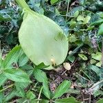 Arum italicum Flower