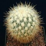 Stenocactus vaupelianus Агульны выгляд