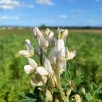 Lupinus albus Flor