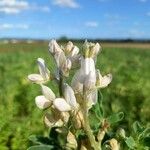 Lupinus albus 花