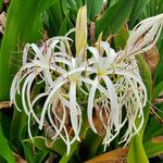 Crinum × amabile फूल