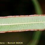 Pteris cretica Blatt