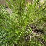 Santolina rosmarinifolia List