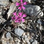 Silene scabriflora Flower