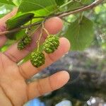 Alnus incana Fruto