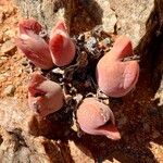 Conophytum bilobum 葉