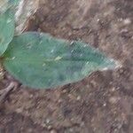 Tinantia pringlei Leaf