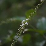 Gonzalagunia hirsuta Flower