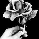 Rosa chinensis Floare