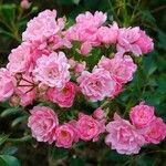 Rosa abietina Прочее