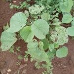 Abutilon mauritianum Leaf