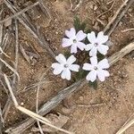 Verbena gooddingii Flower