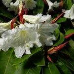 Rhododendron auriculatum Flor