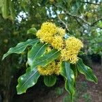 Pittosporum eugenioides Costuma