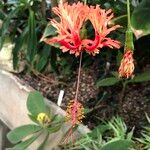 Hibiscus schizopetalus Cvet