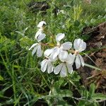 Pelargonium quinquelobatum Costuma